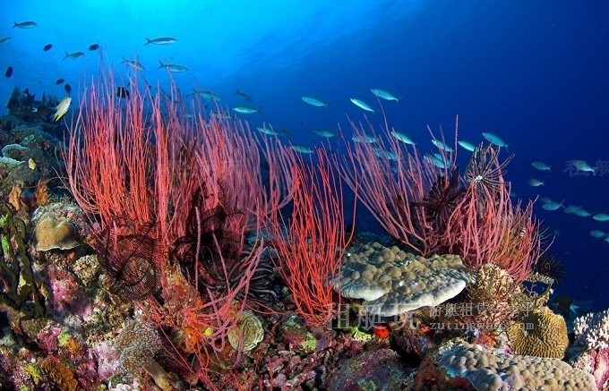 關愛海洋 保護珊瑚 愛護我們的大海